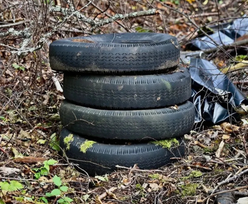 Rent i Skogen